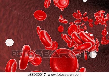 Blood cells, computer illustration. Red blood cells and white blood cells inside a blood vessel. View Large Photo Image Stock Photo - Blood cells, computer illustration. Red blood cells and white blood cells inside a blood vessel.. Fotosearch