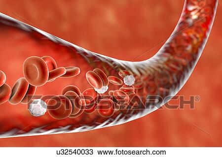 Stock Image - Blood vessel with blood cells, computer illustration. Red blood cells and white blood cells inside a blood vessel.. Fotosearch