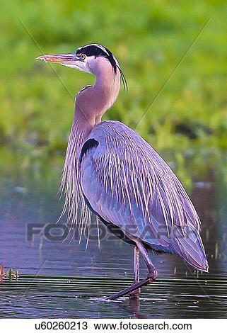 Blue Heron View Large Photo Image Stock Image - Blue Heron. Fotosearch