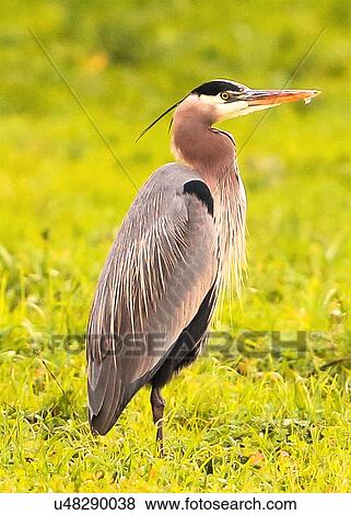 Blue Heron View Large Photo Image Stock Photo - Blue Heron. Fotosearch