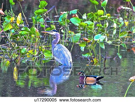 Blue Heron View Large Photo Image Stock Photography - Blue Heron. Fotosearch