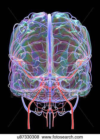 Stock Photo - Brain vascular system and blood supply. Artwork showing the brain with arteries (red) and veins (blue).. Fotosearch