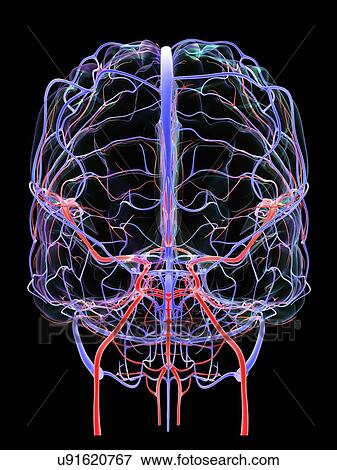 Brain vascular system and blood supply. Artwork showing the brain with arteries (red) and veins (blue). View Large Photo Image Stock Photo - Brain vascular system and blood supply. Artwork showing the brain with arteries (red) and veins (blue).. Fotosearch