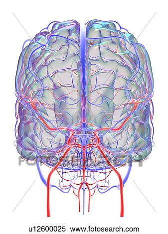 Stock Photography - Brain vascular system and blood supply. Artwork showing the brain with arteries (red) and veins (blue).. Fotosearch