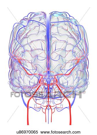 Brain vascular system and blood supply. Artwork showing the brain with arteries (red) and veins (blue). View Large Photo Image Stock Photography - Brain vascular system and blood supply. Artwork showing the brain with arteries (red) and veins (blue).. Fotosearch