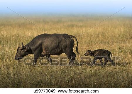 Buffalo mother and baby during the great migration. Serengeti, Tanzania. View Large Photo Image Stock Photo - Buffalo mother and baby during the great migration. Serengeti, Tanzania.. Fotosearch