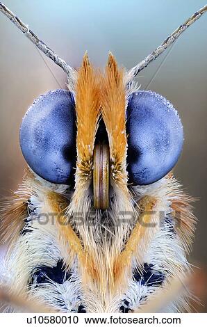 Stock Image - Butterfly eyes, close up.. Fotosearch