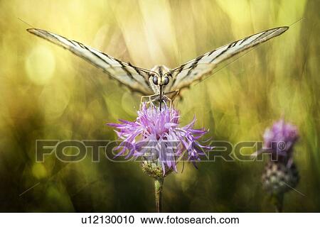 Stock Image - Butterfly sucking the nectar from a thistle.. Fotosearch