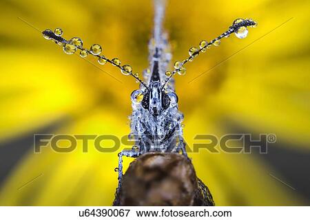 Butterfly with dew drops on its antennae. View Large Photo Image Stock Photo - Butterfly with dew drops on its antennae.. Fotosearch