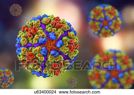 Chikungunya virus, computer illustration. Chikungunya virus is composed of an RNA (ribonucleic acid) genome enclosed in a protein coat, or nucleocapsid (shown here), which is itself surrounded by a lipoprotein envelope. The virus, which is transmitted... View Large Photo Image Picture - Chikungunya virus, computer illustration. Chikungunya virus is composed of an RNA (ribonucleic acid) genome enclosed in a protein coat, or nucleocapsid (shown here), which is itself surrounded by a lipoprotein envelope. The virus, which is transmitted.... Fotosearch