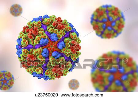 Chikungunya virus, computer illustration. Chikungunya virus is composed of an RNA (ribonucleic acid) genome enclosed in a protein coat, or nucleocapsid (shown here), which is itself surrounded by a lipoprotein envelope. The virus, which is transmitted... View Large Photo Image Stock Image - Chikungunya virus, computer illustration. Chikungunya virus is composed of an RNA (ribonucleic acid) genome enclosed in a protein coat, or nucleocapsid (shown here), which is itself surrounded by a lipoprotein envelope. The virus, which is transmitted.... Fotosearch