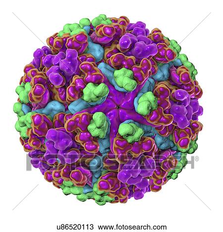 Chikungunya virus, computer illustration. Chikungunya virus is composed of an RNA (ribonucleic acid) genome enclosed in a protein coat, or nucleocapsid (shown here), which is itself surrounded by a lipoprotein envelope. The virus, which is transmitted... View Large Photo Image Stock Image - Chikungunya virus, computer illustration. Chikungunya virus is composed of an RNA (ribonucleic acid) genome enclosed in a protein coat, or nucleocapsid (shown here), which is itself surrounded by a lipoprotein envelope. The virus, which is transmitted.... Fotosearch