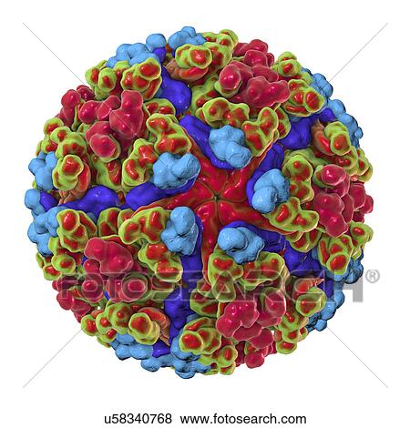 Chikungunya virus, computer illustration. Chikungunya virus is composed of an RNA (ribonucleic acid) genome enclosed in a protein coat, or nucleocapsid (shown here), which is itself surrounded by a lipoprotein envelope. The virus, which is transmitted... View Large Photo Image Stock Photo - Chikungunya virus, computer illustration. Chikungunya virus is composed of an RNA (ribonucleic acid) genome enclosed in a protein coat, or nucleocapsid (shown here), which is itself surrounded by a lipoprotein envelope. The virus, which is transmitted.... Fotosearch