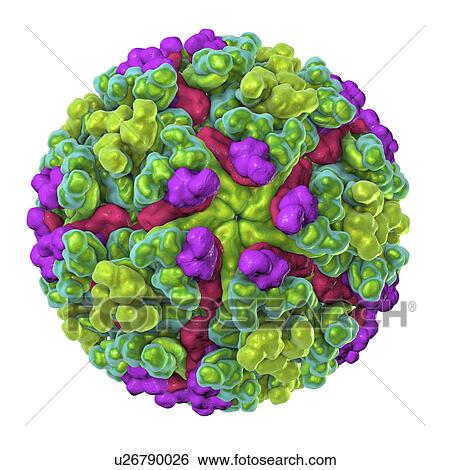 Chikungunya virus, computer illustration. Chikungunya virus is composed of an RNA (ribonucleic acid) genome enclosed in a protein coat, or nucleocapsid (shown here), which is itself surrounded by a lipoprotein envelope. The virus, which is transmitted... View Large Photo Image Stock Photograph - Chikungunya virus, computer illustration. Chikungunya virus is composed of an RNA (ribonucleic acid) genome enclosed in a protein coat, or nucleocapsid (shown here), which is itself surrounded by a lipoprotein envelope. The virus, which is transmitted.... Fotosearch