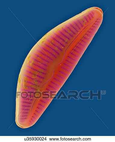Picture - Coloured scanning electron micrograph (SEM) of marine pennate diatom frustule (Cymbella sp. ). The genus Cymbella is an asymmetrical biraphid, pennate diatom. This genus occurs in both fresh water and salt water and is a periphytic diatom. The body or.... Fotosearch