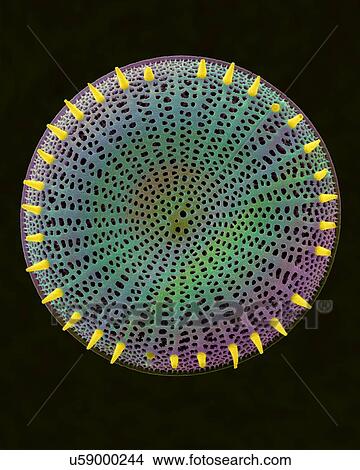Picture - Coloured scanning electron micrograph (SEM) of centric fossil diatom frustule. This fresh water diatom frustule came from deposits found at Kalamath Falls, Oregon. This freshwater centric diatom is found in fresh water streams, ponds and lakes..... Fotosearch