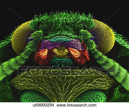 Picture - Coloured scanning electron micrograph (SEM) of the head and thorax of a black carpet beetle (Attagenus megatoma). The larvae of the carpet beetle are often referred to as woolly bears or buffalo moths. Dermestids have a variety of habits and most are.... Fotosearch