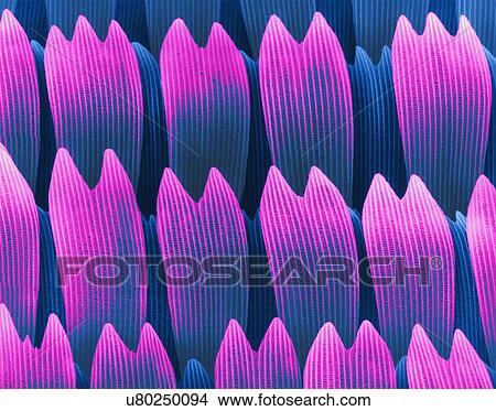 Coloured scanning electron micrograph (SEM) of Swallowtail butterfly wing scales (Papilio rutulus). The western tiger swallowtail (Papilio rutulus) is a common swallowtail butterfly in the family Papilionidae. It is prominent in western North America... View Large Photo Image Picture - Coloured scanning electron micrograph (SEM) of Swallowtail butterfly wing scales (Papilio rutulus). The western tiger swallowtail (Papilio rutulus) is a common swallowtail butterfly in the family Papilionidae. It is prominent in western North America.... Fotosearch
