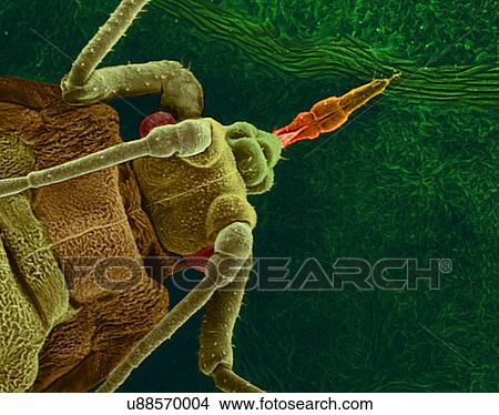 Picture - Coloured scanning electron micrograph (SEM) of Pea aphid (Acyrthosiphon pisum) on a bean leaf with proboscis penetrating a vein. This insect transmits alfalfa mosaic virus (rhabdovirus) and pea enation mosaic (isometric) virus. Magnification: x26 when.... Fotosearch