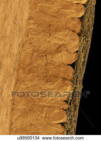 Picture - Coloured scanning electron micrograph (SEM) Chicken eggshell cross section (Gallus gallus domesticus). Shown from left to right in the image. hard mineralized eggshell and inner fibrous membrane. The hard mineralized eggshell contains calcium.... Fotosearch