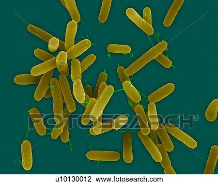 Stock Image - Coloured scanning electron micrograph (SEM) of Pseudomonas aeruginosa, Gram-negative, aerobic, enteric, rod prokaryote (dividing). This bacterium produces a blue, Green pigment, pyocyanin, which characterizes the bluish pus produced by the infection..... Fotosearch