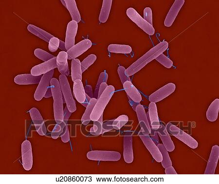 Stock Image - Coloured scanning electron micrograph (SEM) of Pseudomonas aeruginosa, Gram-negative, aerobic, enteric, rod prokaryote (dividing). This bacterium produces a blue, Green pigment, pyocyanin, which characterizes the bluish pus produced by the infection..... Fotosearch