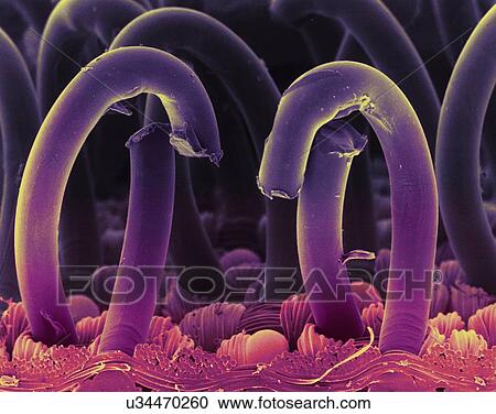 Coloured scanning electron micrograph (SEM) of hooks from a hooks and loops fastener, a two-sheet material used to fasten clothes and other fabrics. Most commonly, one sheet consists of hooks (seen here), the other of loops. When the two materials are... View Large Photo Image Stock Image - Coloured scanning electron micrograph (SEM) of hooks from a hooks and loops fastener, a two-sheet material used to fasten clothes and other fabrics. Most commonly, one sheet consists of hooks (seen here), the other of loops. When the two materials are.... Fotosearch
