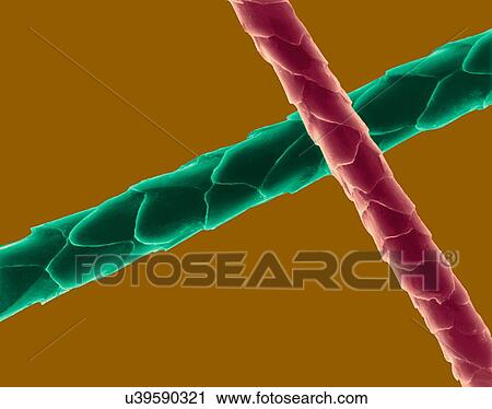 Stock Image - Coloured scanning electron micrograph (SEM) Cat hair (Felis silvestris catus). Cats have four types of hair. There are short fluffy hairs called secondary hairs. Other names for secondary hairs include underfur and undercoat. The second type is the.... Fotosearch