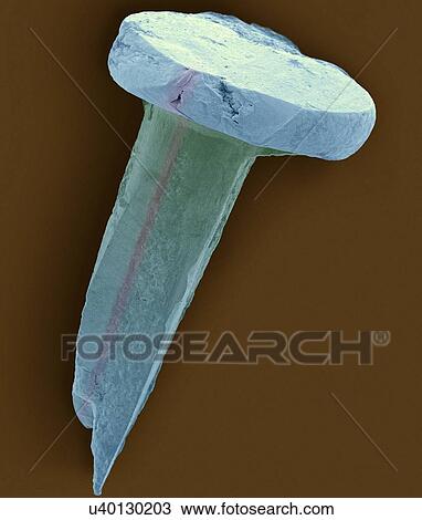 Stock Image - Coloured scanning electron micrograph (SEM) of Tack nail. Tacking nails are often used for carpet attachment to wood flooring. A nail is a pin-shaped, sharp object of hard metal (typically steel) used as a fastener. Nails for specialized purposes may.... Fotosearch