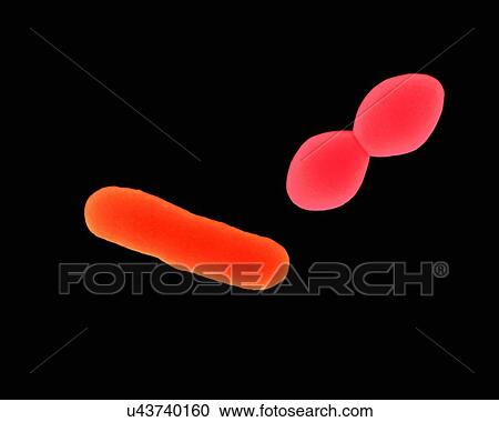 Stock Image - Coloured scanning electron micrograph (SEM) of Streptococcus pneumoniae, Gram-positive, encapsulated, coccus prokaryote (dividing). Causes (lower respiratory infection) pneumonia and (upper respiratory infections) bronchitis, laryngitis, otitis media.... Fotosearch