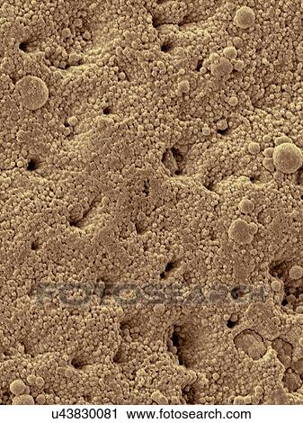 Coloured scanning electron micrograph (SEM) Chicken eggshell surface (Gallus gallus domesticus). Shown here are the surface mineral crystals that form many tiny pores in the bird eggshell. Eggshells are the outer covering of hard-shelled eggs and of... View Large Photo Image Stock Image - Coloured scanning electron micrograph (SEM) Chicken eggshell surface (Gallus gallus domesticus). Shown here are the surface mineral crystals that form many tiny pores in the bird eggshell. Eggshells are the outer covering of hard-shelled eggs and of.... Fotosearch