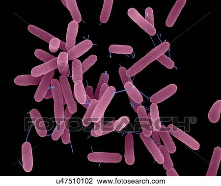 Coloured scanning electron micrograph (SEM) of Pseudomonas aeruginosa, Gram-negative, aerobic, enteric, rod prokaryote (dividing). This bacterium produces a blue, Green pigment, pyocyanin, which characterizes the bluish pus produced by the infection.... View Large Photo Image Stock Image - Coloured scanning electron micrograph (SEM) of Pseudomonas aeruginosa, Gram-negative, aerobic, enteric, rod prokaryote (dividing). This bacterium produces a blue, Green pigment, pyocyanin, which characterizes the bluish pus produced by the infection..... Fotosearch