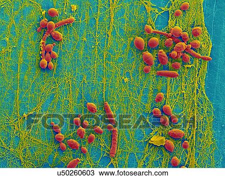 Stock Image - Coloured scanning electron micrograph (SEM) of Candida albicans infected medical catheter. A common yeast, C. albicans can colonize catheters resulting in serious tissue infections. Shown here is the inner surface of an infected catheter (removed from.... Fotosearch