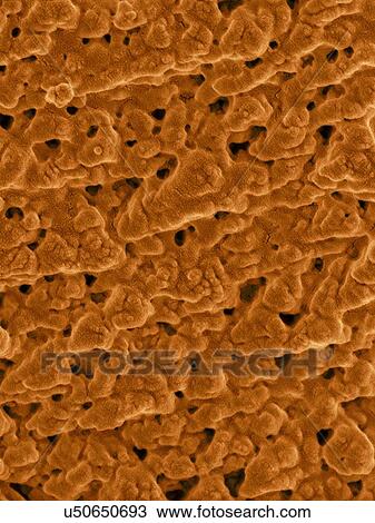 Stock Image - Coloured scanning electron micrograph (SEM) Emu eggshell surface with tiny pores (Dromaius novaehollandiae). Calcium carbonate crystals make up the Emu eggshell. Bird eggshells are semipermeable membranes composed of mineralized calcium carbonate and.... Fotosearch