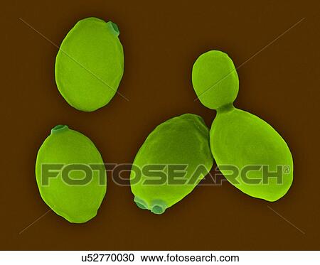 Coloured scanning electron micrograph (SEM) of brewer's yeast (Saccharomyces cerevisiae). Saccharomyces cerevisiae, also known as Baker's yeast, is a species of budding yeast. It is perhaps the most widely used yeast and has been used since ancient... View Large Photo Image Stock Image - Coloured scanning electron micrograph (SEM) of brewer's yeast (Saccharomyces cerevisiae). Saccharomyces cerevisiae, also known as Baker's yeast, is a species of budding yeast. It is perhaps the most widely used yeast and has been used since ancient.... Fotosearch