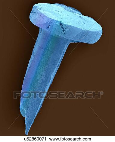 Stock Image - Coloured scanning electron micrograph (SEM) of Tack nail. Tacking nails are often used for carpet attachment to wood flooring. A nail is a pin-shaped, sharp object of hard metal (typically steel) used as a fastener. Nails for specialized purposes may.... Fotosearch