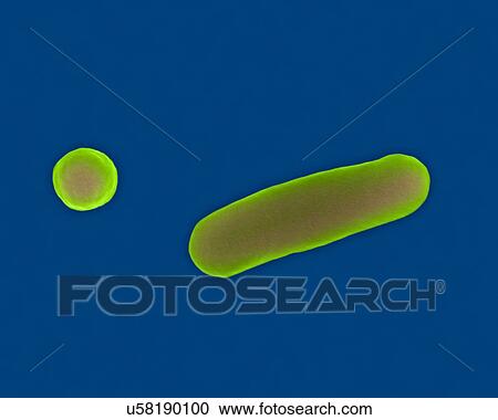 Stock Image - Coloured scanning electron micrograph (SEM) of Shigella sonnei, Gram-negative, enteric, facultatively anaerobic, rod prokaryote; causes shigellosis (bacterial dysentery). This species is most often linked to infection from food. Magnification: x8, 750.... Fotosearch