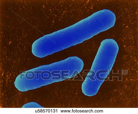 Stock Image - Coloured scanning electron micrograph (SEM) of E. coli (Escherichia coli), dividing, haemorrhagic 0157: H7 strain. Escherichia coli is a Gram-negative, facultatively anaerobic, enteric, rod prokaryote. This bacterium was isolated from the human.... Fotosearch