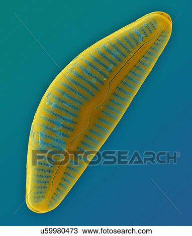 Stock Image - Coloured scanning electron micrograph (SEM) of marine pennate diatom frustule (Cymbella sp. ). The genus Cymbella is an asymmetrical biraphid, pennate diatom. This genus occurs in both fresh water and salt water and is a periphytic diatom. The body or.... Fotosearch