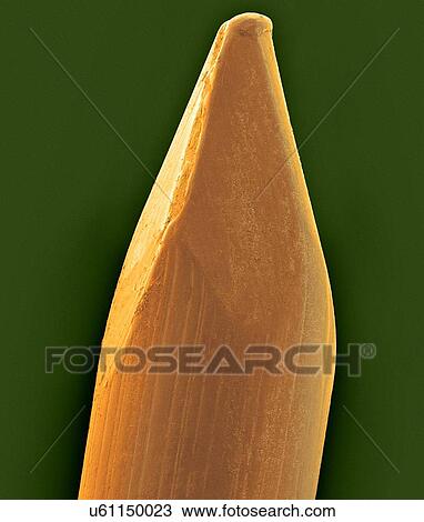 Stock Image - Coloured scanning electron micrograph (SEM) of Tip of a finish nail. A nail is a pin-shaped, sharp object of hard metal (typically steel) used as a fastener. Nails for specialized purposes may also be made of stainless steel, brass or aluminium. Nails.... Fotosearch