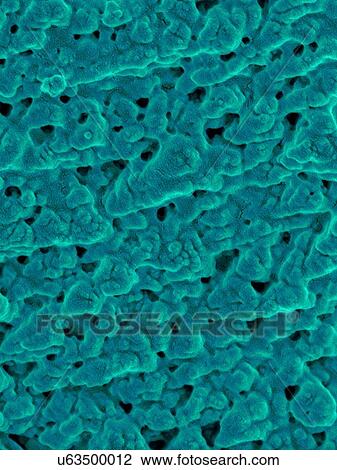 Stock Image - Coloured scanning electron micrograph (SEM) Emu eggshell surface with tiny pores (Dromaius novaehollandiae). Calcium carbonate crystals make up the Emu eggshell. Bird eggshells are semipermeable membranes composed of mineralized calcium carbonate and.... Fotosearch