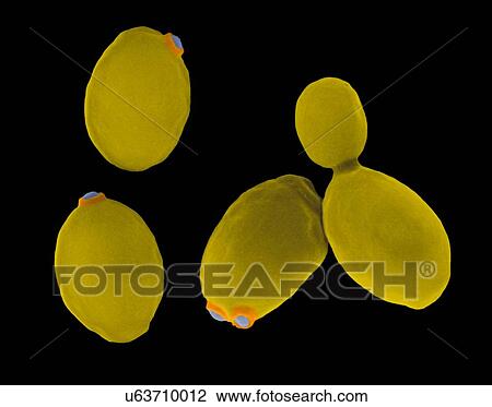 Stock Image - Coloured scanning electron micrograph (SEM) of brewer's yeast (Saccharomyces cerevisiae). Saccharomyces cerevisiae, also known as Baker's yeast, is a species of budding yeast. It is perhaps the most widely used yeast and has been used since ancient.... Fotosearch