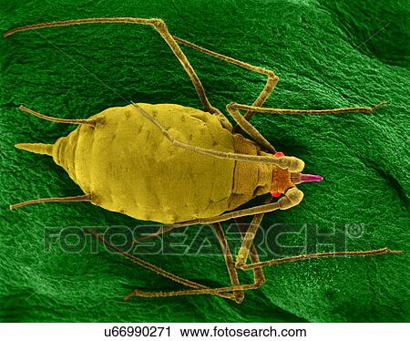 Stock Image - Coloured scanning electron micrograph (SEM) of Aphid mummy (Acyrthosiphon pisum) on a bean leaf. The aphid was parasitized by an aphid wasp which laid its egg inside the live aphid. The newly hatched wasp larvae used the aphid body contents for food,.... Fotosearch