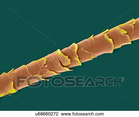 Stock Image - Coloured scanning electron micrograph (SEM) Dog hair (shih tzu) with damaged cuticle. Dogs have two types of hair in their coats. The first type is short fluffy hairs called secondary hairs. Other names for secondary hairs include underfur and.... Fotosearch