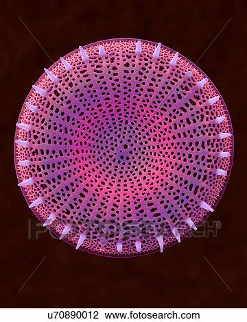 Stock Image - Coloured scanning electron micrograph (SEM) of centric fossil diatom frustule. This fresh water diatom frustule came from deposits found at Kalamath Falls, Oregon. This freshwater centric diatom is found in fresh water streams, ponds and lakes..... Fotosearch