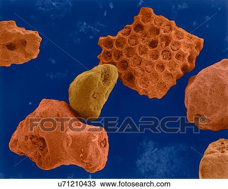 Stock Image - Coloured scanning electron micrograph (SEM) of Coral sand (Kailua, Hawaii). Beach sand contains both rock minerals and skeletons that have been derived from living organisms (such as coral). Sand grains produced from coral have fine holes and are.... Fotosearch