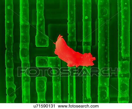 Stock Image - Coloured scanning electron micrograph (SEM) of Computer chip (microchip, microprocessor, integrated circuit) surface with dirt. Microchips are solid-state silicon semiconductor components that can process large amounts of data. They are the central.... Fotosearch