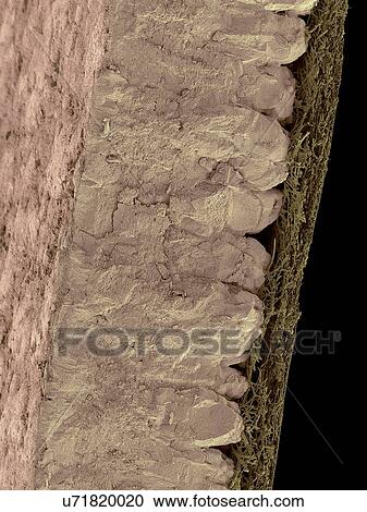 Stock Image - Coloured scanning electron micrograph (SEM) Chicken eggshell cross section (Gallus gallus domesticus). Shown from left to right in the image. hard mineralized eggshell and inner fibrous membrane. The hard mineralized eggshell contains calcium.... Fotosearch