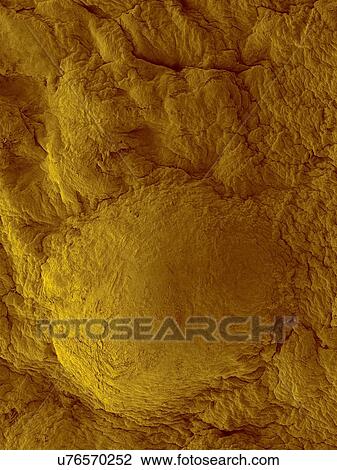 Stock Image - Coloured scanning electron micrograph (SEM) of Breakfast food (cereal) corn flake. Corn kernels (from corn plants, Zea mays) are ground and processed in to flat sheets. They are then cooked to form corn flakes. Corn flakes are a common breakfast food.... Fotosearch
