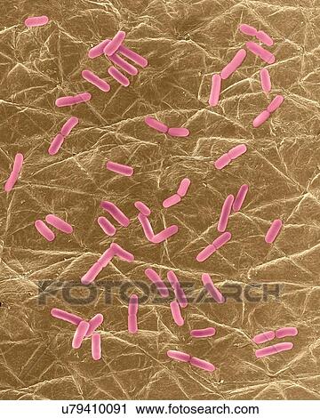 Stock Image - Coloured scanning electron micrograph (SEM) of Photocomposite, E. coli on the surface of human skin. Escherichia coli is a Gram-negative, facultatively anaerobic, enteric, rod prokaryote. This bacterium is normally a part of the human and animal.... Fotosearch